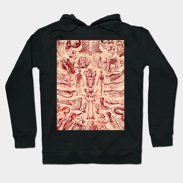 Art of Anatomy Hoodie by Adatude